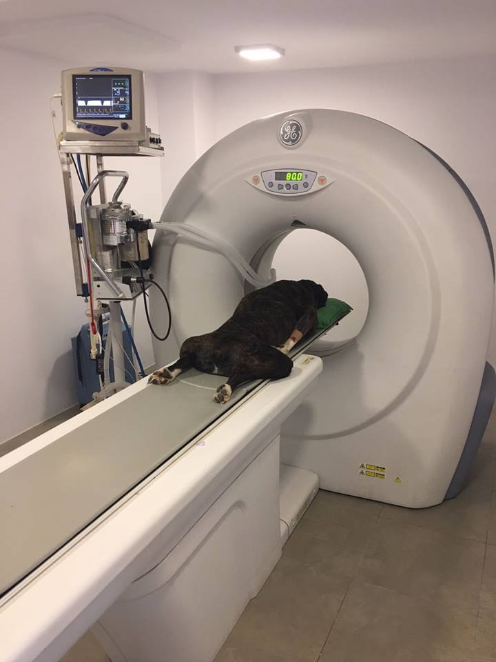 Consulta Carlos Rayo